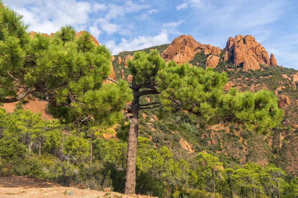 Randonnée dans le massif de l’Estérel, à faire depuis votre hébergement de camping sur la Côte d’Azur
