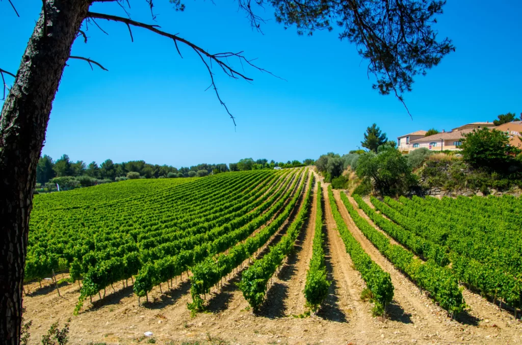 Vignoble de Bandol en Provence, à visiter depuis votre location de mobil-home sur la Côte d’Azur